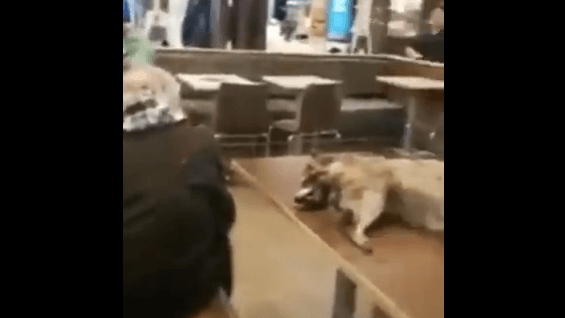 SAN FRAN: Homeless man sits with decaying raccoon inside McDonald’s ...